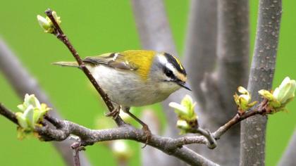 Sürmeli çalıkuşu