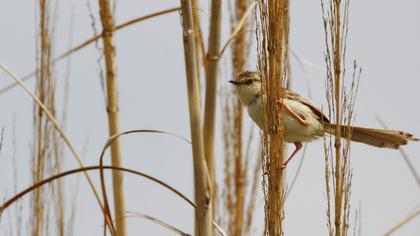 Dikkuyruklu ötleğen