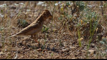 Türkistan çorak toygarı