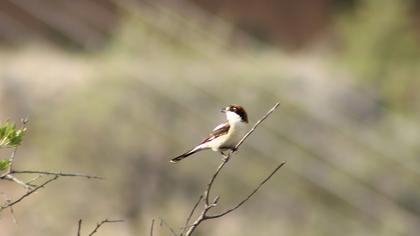 Kızılbaşlı örümcekkuşu