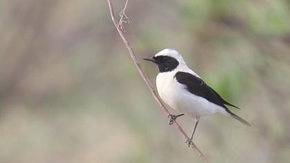 Karakulaklı kuyrukkakan