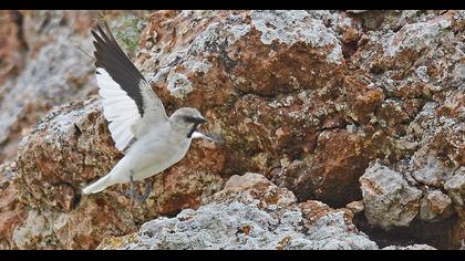 White-winged Snowfinch