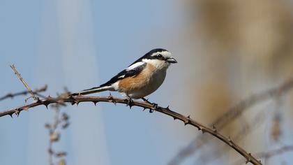 Maskeli örümcekkuşu