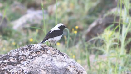 Karakulaklı kuyrukkakan