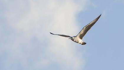 Van gölü martısı