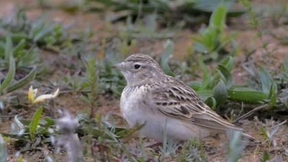 Greater Short-toed Lark