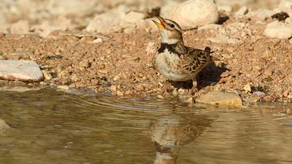 Küçük boğmaklı toygar