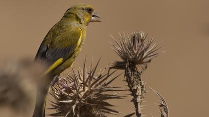 European Greenfinch