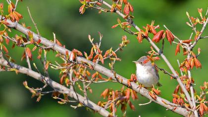 Akgerdanlı ötleğen