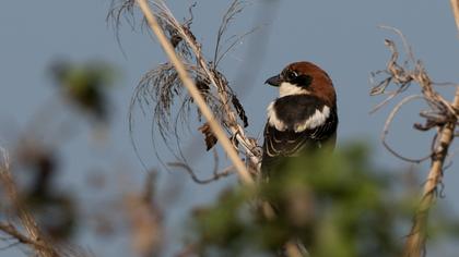 Kızılbaşlı örümcekkuşu