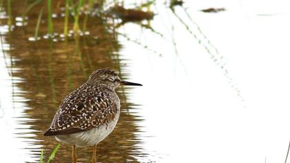 Orman düdükçünü