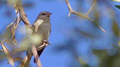 Sarıboğazlı serçe