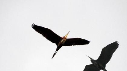 Erguvani balıkçıl