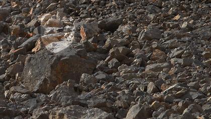 Duvar tırmaşıkkuşu