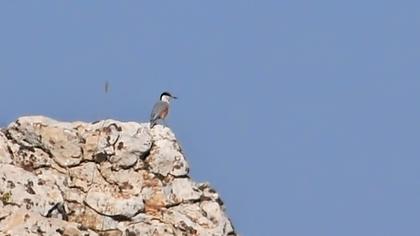 Büyük kaya sıvacısı