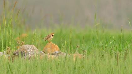Küçük boğmaklı toygar