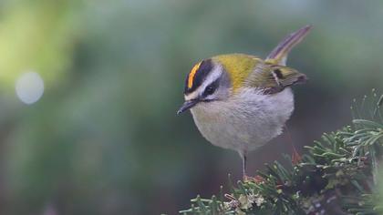 Sürmeli çalıkuşu