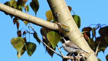 Akyanaklı baştankara