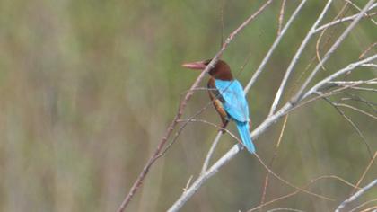 İzmir yalıçapkını