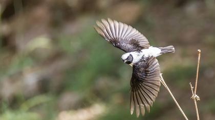 Karakulaklı kuyrukkakan