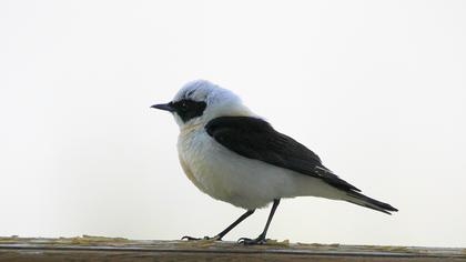 Karakulaklı kuyrukkakan