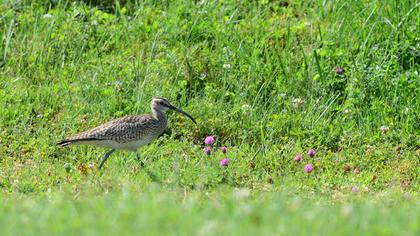 Sürmeli kervançulluğu