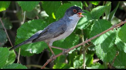 Pembegöğüslü ötleğen