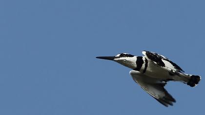 Alaca yalıçapkını