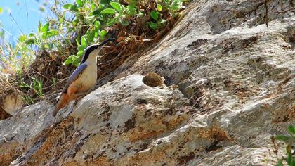 Büyük kaya sıvacısı