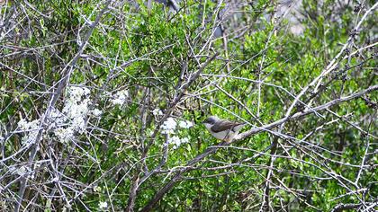 Küçük akgerdanlı ötleğen
