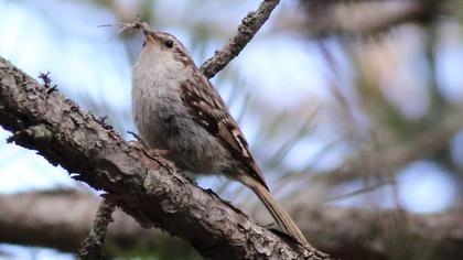 Orman tırmaşıkkuşu