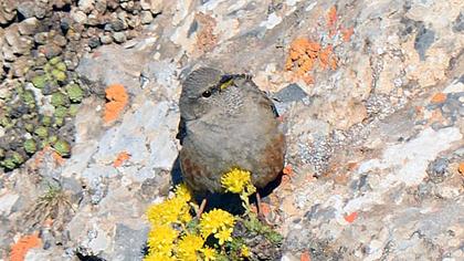 Büyük dağbülbülü
