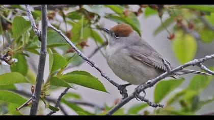 Karabaşlı ötleğen