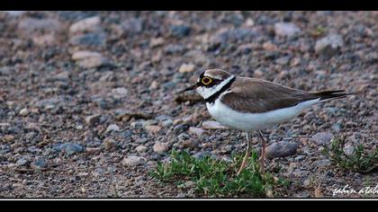 Halkalı küçük cılıbıt