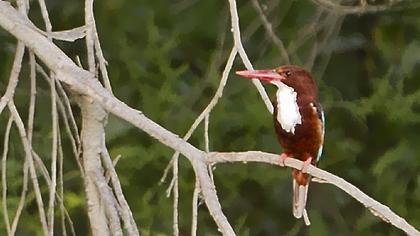 İzmir yalıçapkını