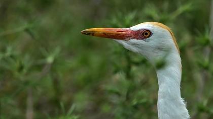 Sığır balıkçılı