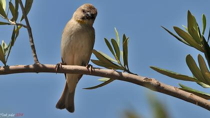 Sarıboğazlı serçe