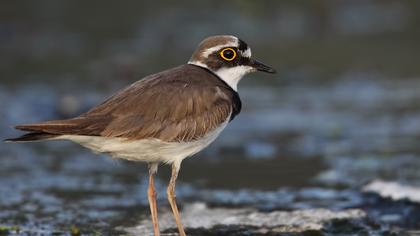 Halkalı küçük cılıbıt