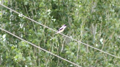 Karaalınlı örümcekkuşu