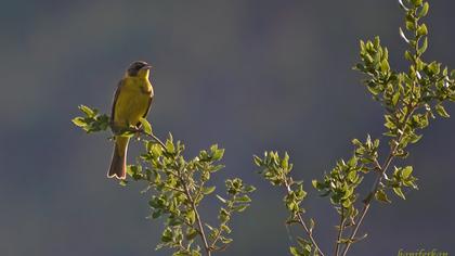 Karabaşlı kirazkuşu