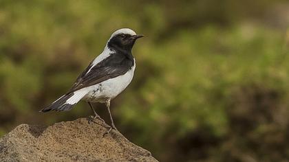Aksırtlı kuyrukkakan