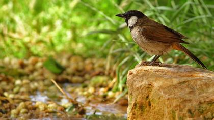 Akyanaklı arapbülbülü