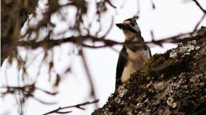 Orman alaca ağaçkakanı
