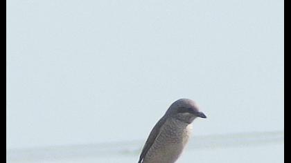 Kızılsırtlı örümcekkuşu