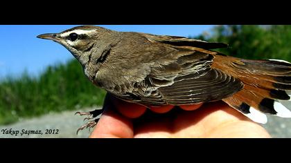 Rufous-tailed Scrub Robin