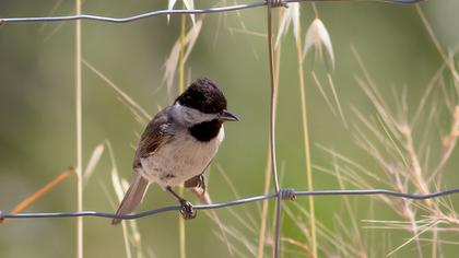 Akyanaklı baştankara