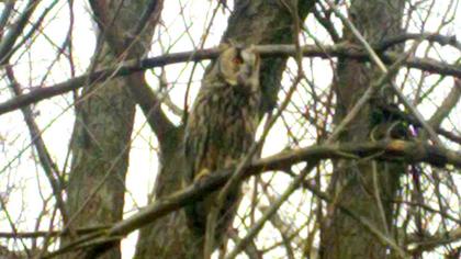 Kulaklı orman baykuşu