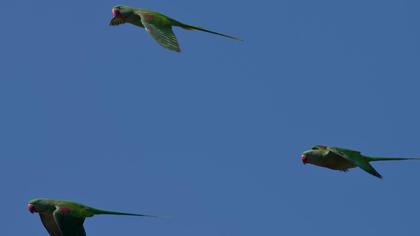 İskender papağanı