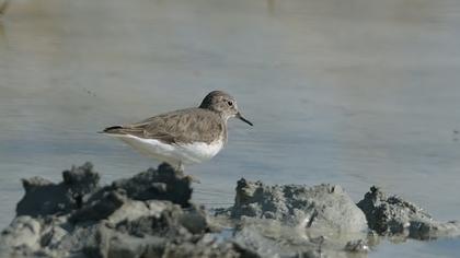 Sarıbacaklı kumkuşu