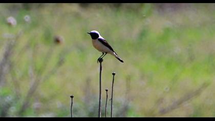 Karakulaklı kuyrukkakan